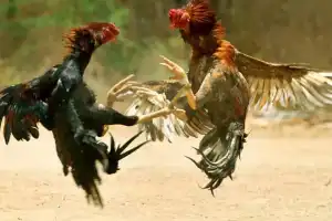 SI Govardhan conducts blitz raids on chicken betting operation