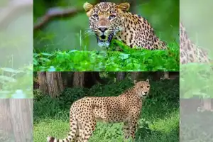 Tribal Tandas in Bijinapally Mandal on edge as leopards roam nearby