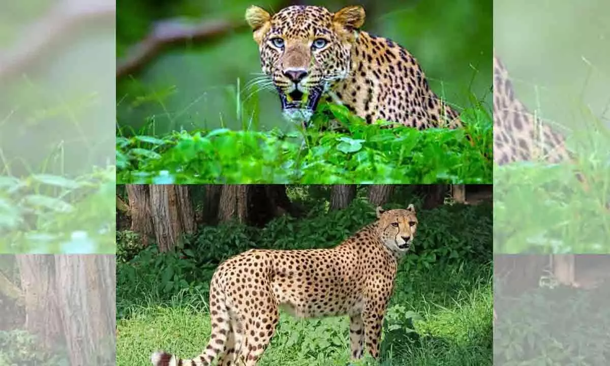 Tribal Tandas in Bijinapally Mandal on edge as leopards roam nearby
