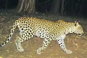 TTD alerts security staff after a leopard is spotted on Tirumala pedestrian route