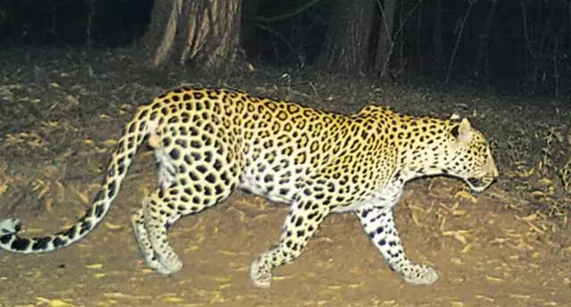 TTD alerts security staff after a leopard is spotted on Tirumala pedestrian route
