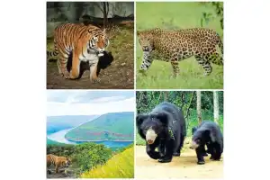 Wildlife providing indirect protection
