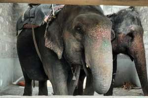 World Animal Protection Urges Immediate and Proper Rehabilitation for Captive Elephants in India Amidst Growing Deadly Incidents