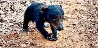 Bear cub relocated to zoo