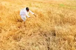 BRS requests government assistance for farmers impacted by crop damage