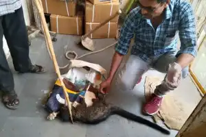 Civet cat sighted in Gangaram forests in Asia