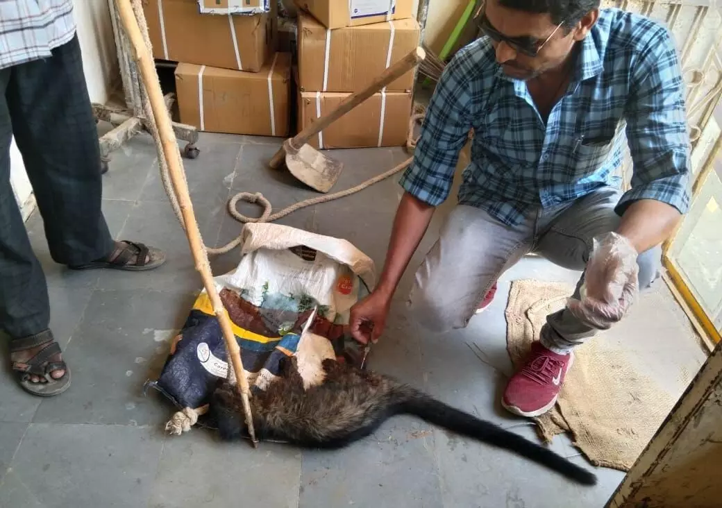 Civet cat sighted in Gangaram forests in Asia