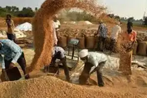 Civil Supplies Department to purchase more than 75 lakh metric tons of paddy