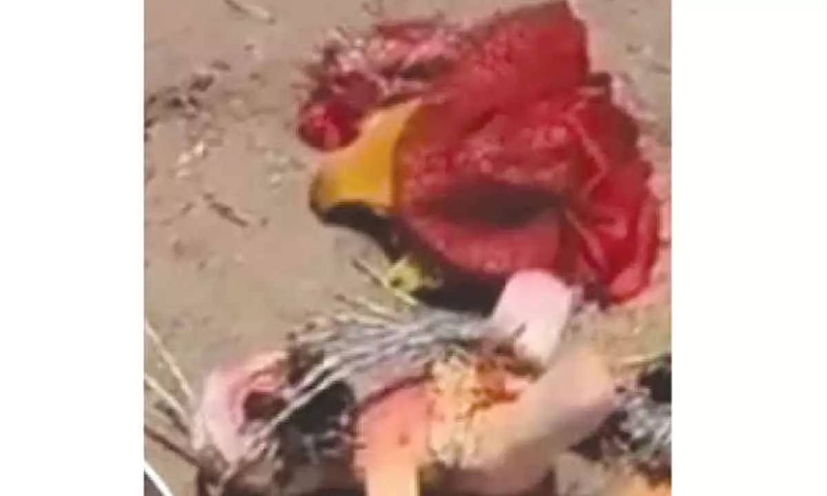 Discovery of Black Magic Near KCR's House Causes Alarm