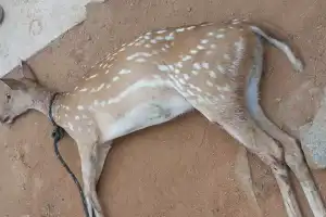Dog fatally injures deer in Kothur attack