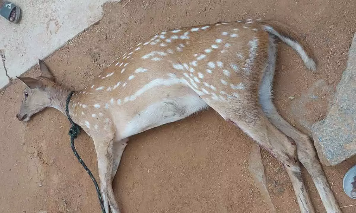 Dog fatally injures deer in Kothur attack