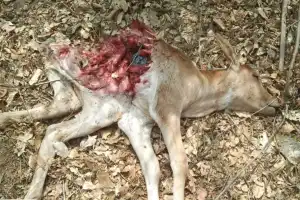 Leopard attack claims life of another calf
