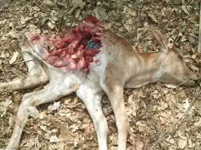 Leopard attack claims life of another calf