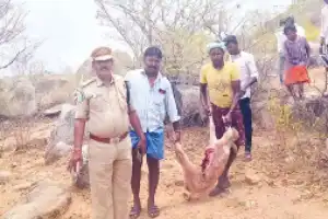 Leopard attack on buffalo calf puts authorities on high alert