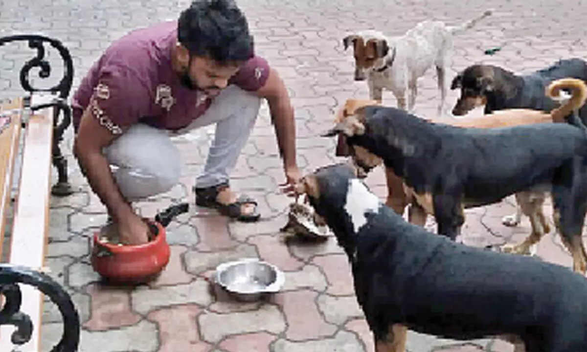 PETA releases guidelines for animal welfare