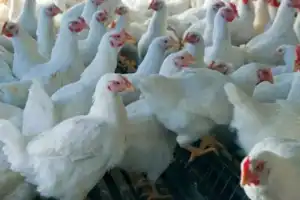 Surging Broiler Chicken Prices Threaten Eid Budget