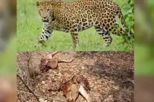 Tribals panic after calf killed in cheetah attack