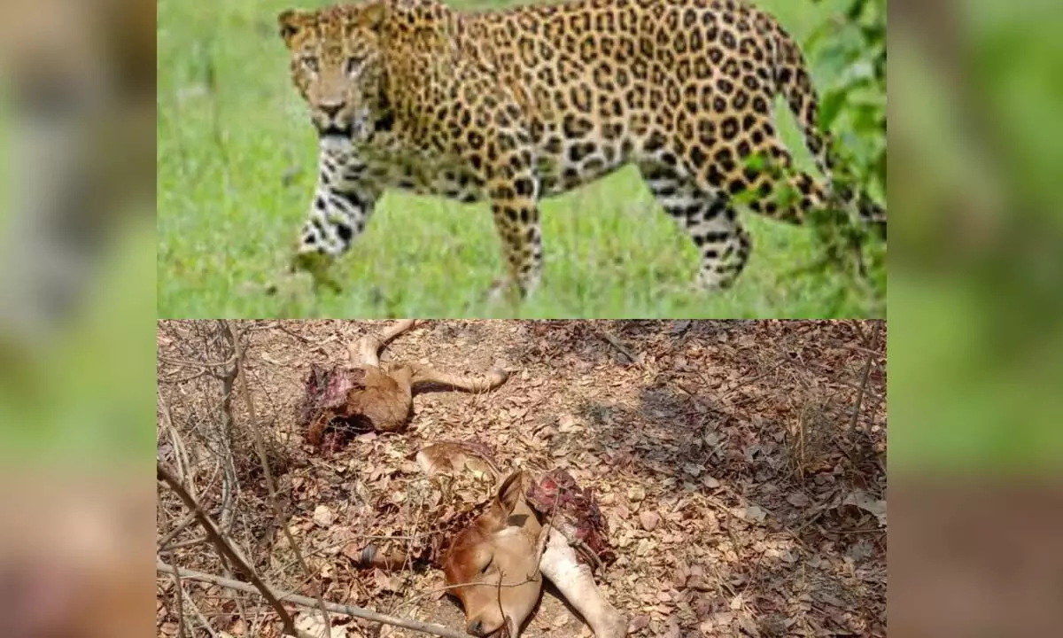 Tribals panic after calf killed in cheetah attack