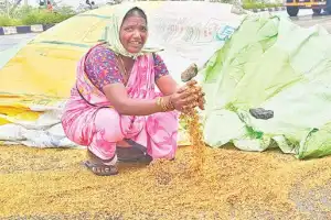 Tummala reports 2,200 acres of farmland damaged by heavy rains