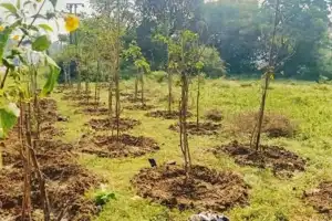 What is the fate of 2.87 crore saplings?