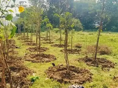 What is the fate of 2.87 crore saplings?