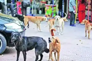 Young girl attacked by stray dog in Jeedimetla