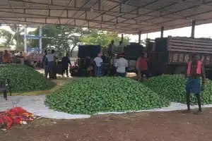 Bitter Beginning to Mango Season