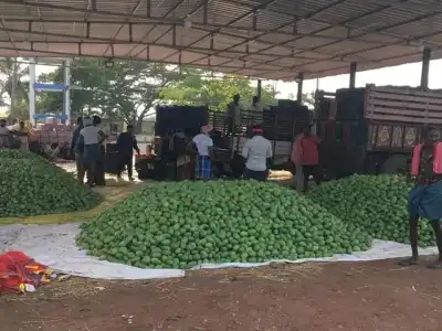 Bitter Beginning to Mango Season