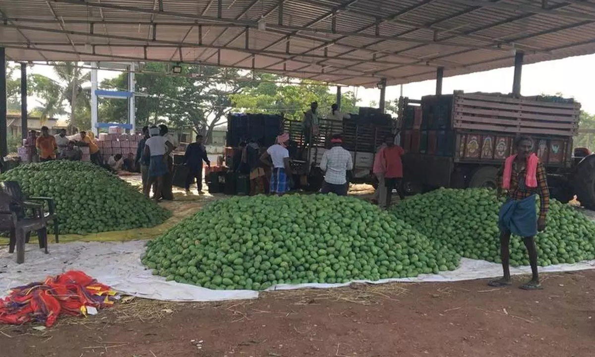 Bitter Beginning to Mango Season