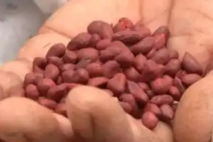 Can counterfeit seeds be eliminated to protect farmers?