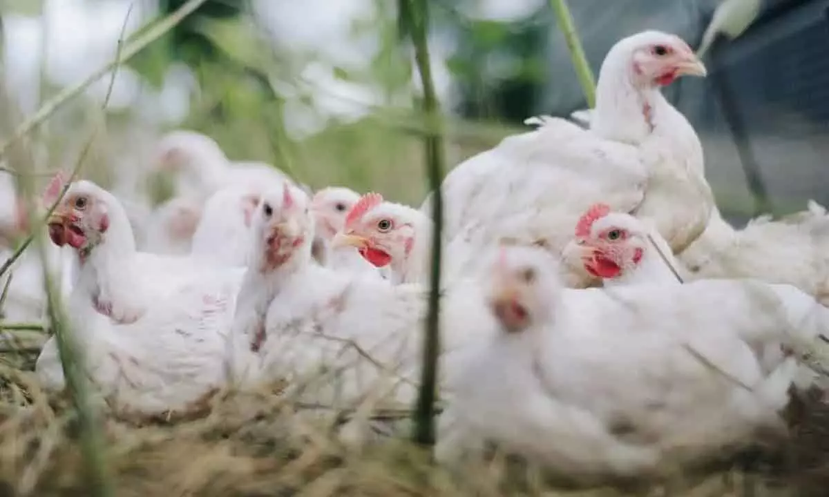 Chicken prices in Hyderabad surge due to summer weddings