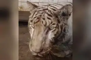 City Zoo Mourns Loss of White Bengal Tiger Due to Renal Failure