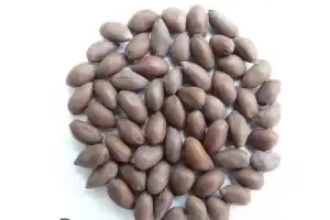 District Agricultural Officials in Gadwal to Provide Explanation on Unsuccessful Cotton Seed Crop