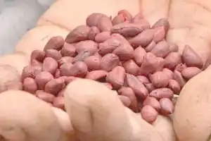 Farmers in Gadwal demand government intervention to address counterfeit seed sales