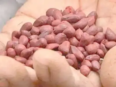 Farmers in Gadwal demand government intervention to address counterfeit seed sales