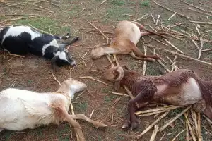 Lightning strike claims lives of 6 sheep and 2 goats.
