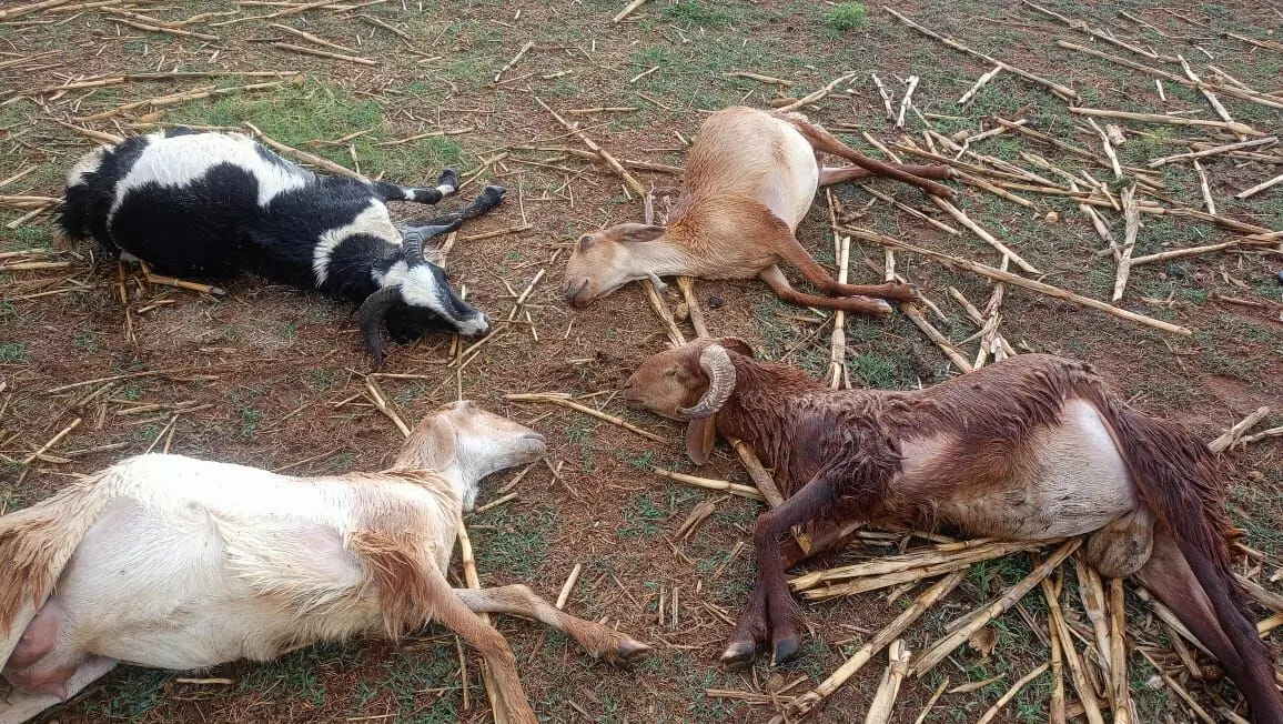Lightning strike claims lives of 6 sheep and 2 goats.