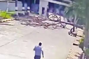 Man killed and wife injured by tree fall in Hyderabad