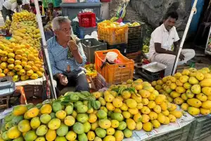 Mango farmers deceived in tie bazaar scam