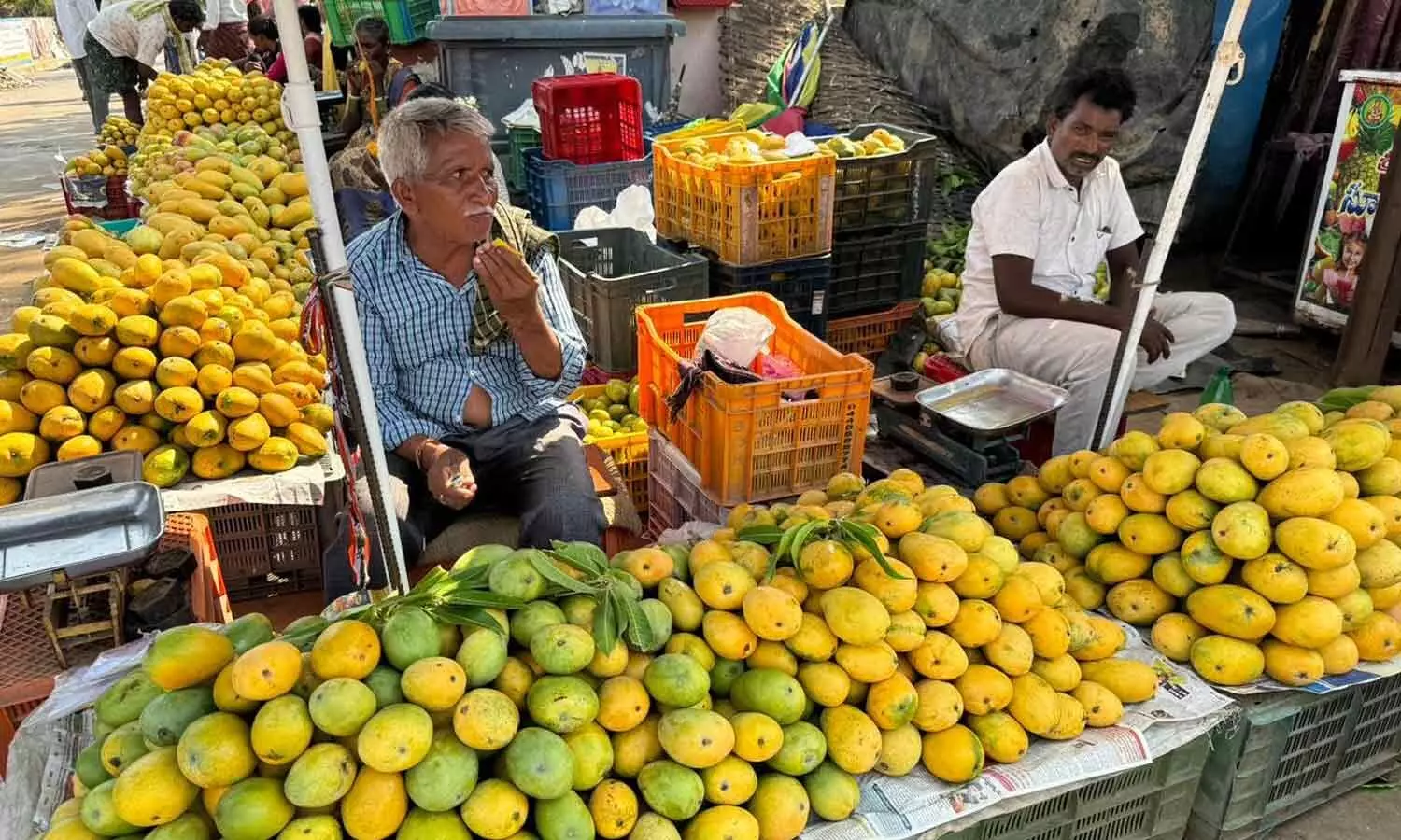 Mango farmers deceived in tie bazaar scam