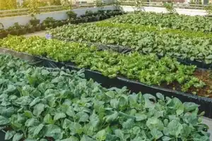 Tomorrow: Training programme for urban farming in Hyderabad