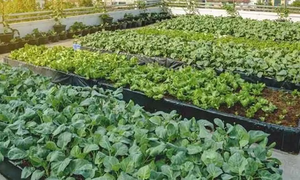 Tomorrow: Training programme for urban farming in Hyderabad