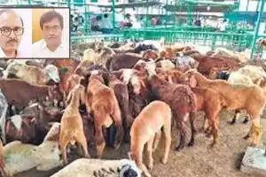2 more individuals arrested by ACB as new revelations surface in sheep scam scandal