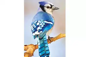 Bird causes commotion in household, prompting child to enroll in English-language school
