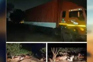 Cattle trafficking