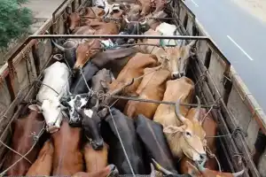 City police in Hyderabad set up check-posts to curb illegal transportation of cattle.