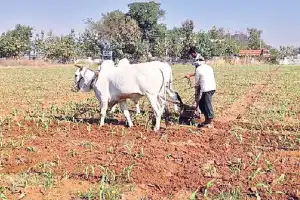 Farmers are worried due to lack of rainfall