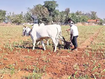 Farmers are worried due to lack of rainfall
