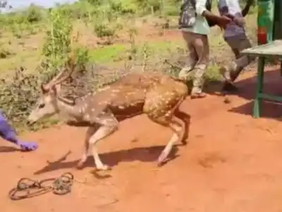 Moose Spotted Wandering into Village from the Forest