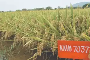 New crop varieties with high yields released by PJTSAU
